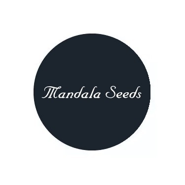 Mandala Seeds régulières